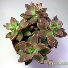 A photo of Graptosedum cv. Bronze (Graptopetalum paraguayense x Sedum stahlii) (Hibrido)