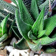 Una foto de Haworthia attenuata var. radula