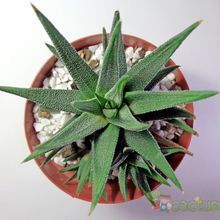 Una foto de Haworthia attenuata var. radula