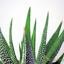 Una foto de Haworthia attenuata var. radula