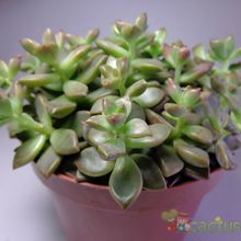 Una foto de Graptosedum cv. Bronze (Graptopetalum paraguayense x Sedum stahlii) (Hibrido)