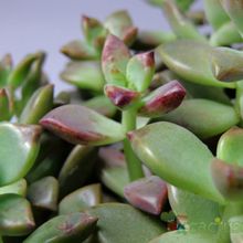 Una foto de Graptosedum cv. Bronze (Graptopetalum paraguayense x Sedum stahlii) (Hibrido)
