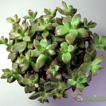Una foto de Graptosedum cv. Bronze (Graptopetalum paraguayense x Sedum stahlii) (Hibrido)