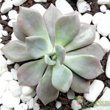 A photo of Graptopetalum paraguayense