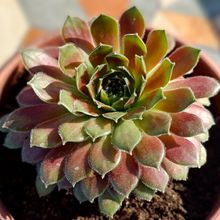 Foto de un cactus que se está identificando actualmente