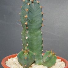 A photo of Euphorbia resinifera