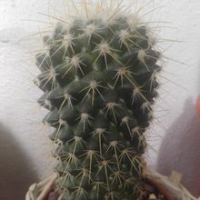Foto de un cactus que se está identificando actualmente