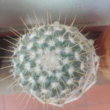 Foto de un cactus que se está identificando actualmente