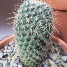 Foto de un cactus que se está identificando actualmente