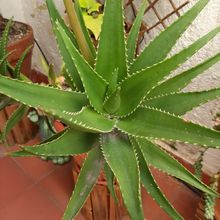 A photo of Aloe x delaetii (Aloe ciliaris x Aloe succotrina)
