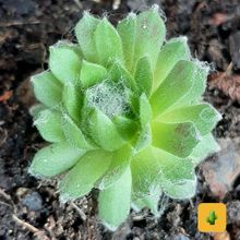 A photo of Sempervivum arachnoideum