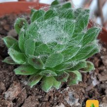 A photo of Sempervivum arachnoideum