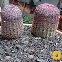 Una foto de Echinocereus rigidissimus