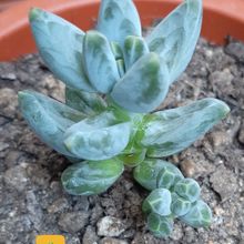 Una foto de Pachyphytum compactum