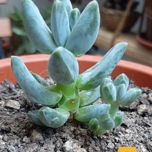 Una foto de Pachyphytum compactum