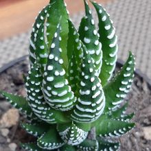 Una foto de Haworthia reinwardtii f. zebrina