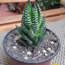 Una foto de Haworthia reinwardtii f. zebrina