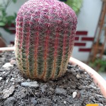 Una foto de Echinocereus rigidissimus