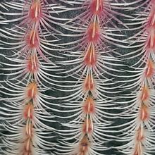 Una foto de Echinocereus rigidissimus