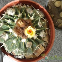 A photo of Parodia sellowii