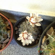 A photo of Gymnocalycium kieslingii