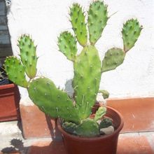 A photo of Brasiliopuntia brasiliensis