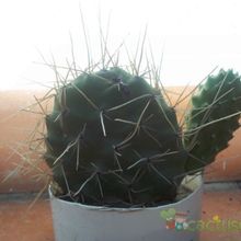 A photo of Opuntia sulphurea
