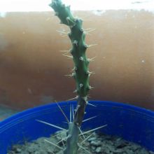 A photo of Opuntia aurantiaca