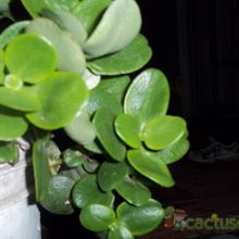 Una foto de Crassula multicava