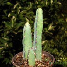 A photo of Euphorbia heterochroma