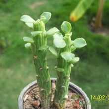 Una foto de Euphorbia bisellenbeckii