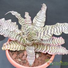 Una foto de Cryptanthus zonatus