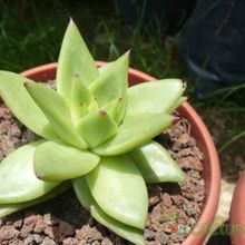 Una foto de Echeveria agavoides 