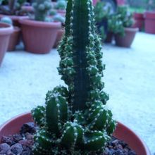 A photo of Acanthocereus tetragonus cv. fairy castle