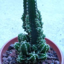 A photo of Acanthocereus tetragonus cv. fairy castle