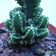 A photo of Acanthocereus tetragonus cv. fairy castle