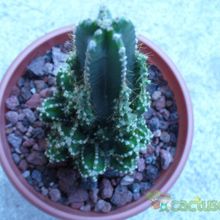 A photo of Acanthocereus tetragonus cv. fairy castle