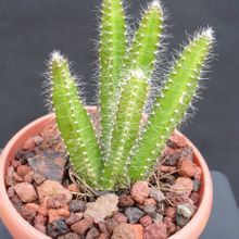 Una foto de Calymmanthium substerile