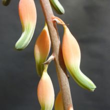 A photo of Gasteria carinata var. verrucosa