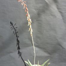 A photo of Gasteria carinata var. verrucosa