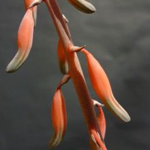 A photo of Gasteria carinata var. verrucosa