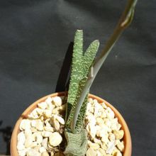 A photo of Gasteria carinata var. verrucosa