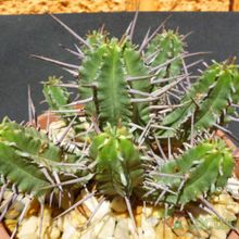 Una foto de Euphorbia ferox