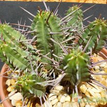 Una foto de Euphorbia ferox