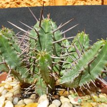 Una foto de Euphorbia ferox