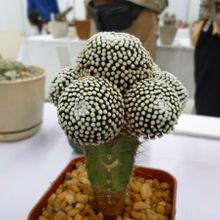 A photo of Mammillaria luethyi