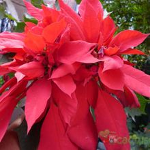 A photo of Euphorbia pulcherrima