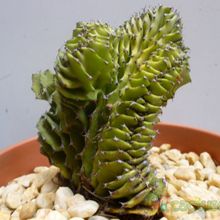 Una foto de Euphorbia abyssinica fma. crestada