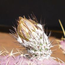 Una foto de Echinocereus pentalophus