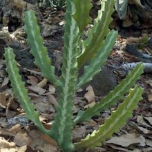 A photo of Euphorbia lactea